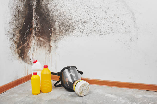Best Affordable Mold Removal  in Mabank, TX