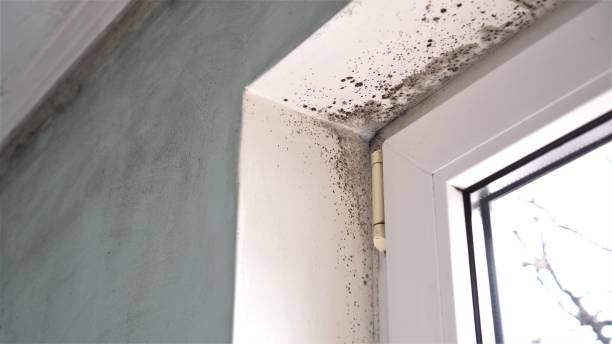 Best Commercial Mold Removal  in Mabank, TX