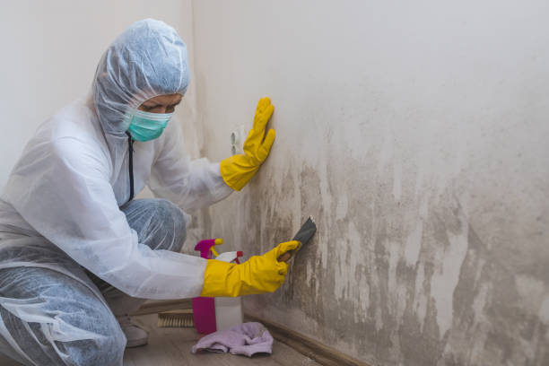 Best Attic Mold Removal  in Mabank, TX