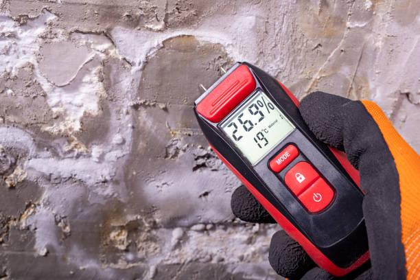 Best Same-Day Mold Removal  in Mabank, TX