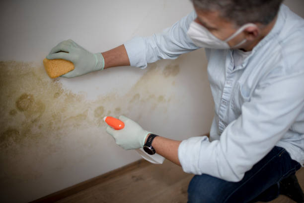 Best Local Mold Removal Service  in Mabank, TX