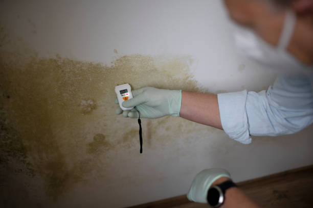 Trusted Mabank, TX Mold Removal Experts