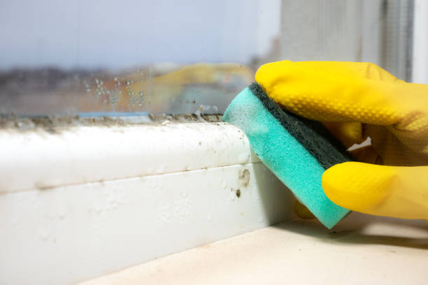 Best Mold Removal Process  in Mabank, TX