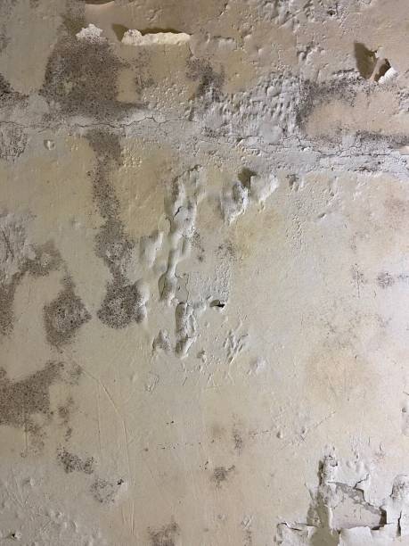 Best Certified Mold Removal  in Mabank, TX