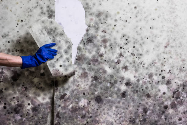 Best Mold Testing  in Mabank, TX