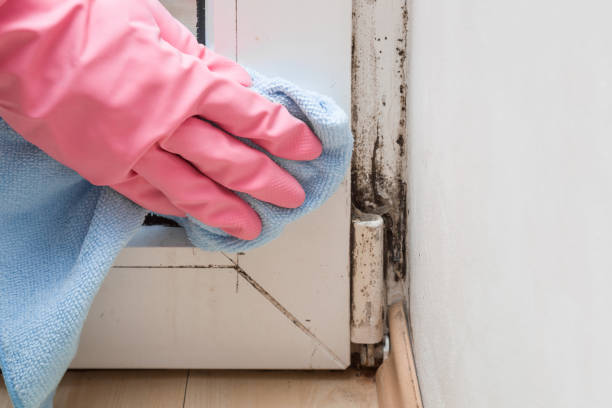 Best Professional Mold Removal  in Mabank, TX
