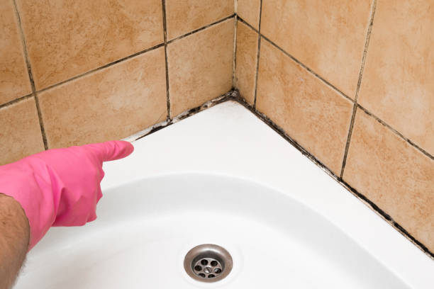 Mold Removal Process in Mabank, TX